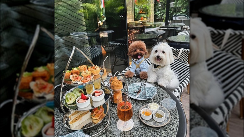 dogs at high tea